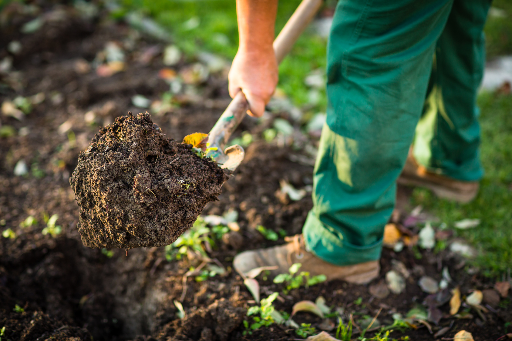 Gardening - man digging the garden soil with a spud (shallow DOF; selective focus)