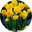 Profilbild von „محمد ابو ليث“